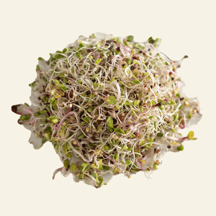 Seed Sprouting Kit | Sprouts | Microgreens - My American Goods