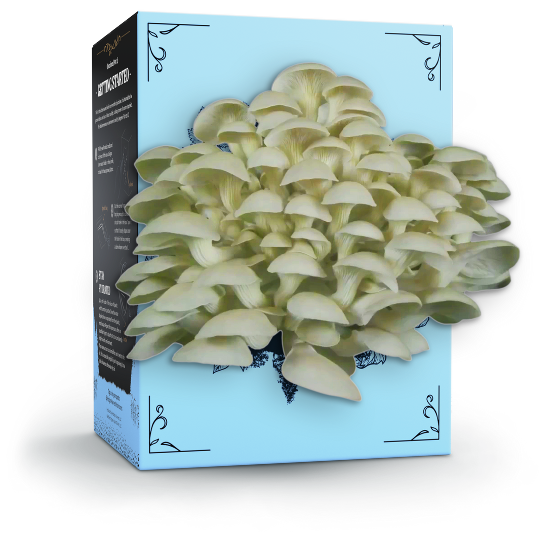 Organic Oyster Mushroom Grow Kit - My American Goods