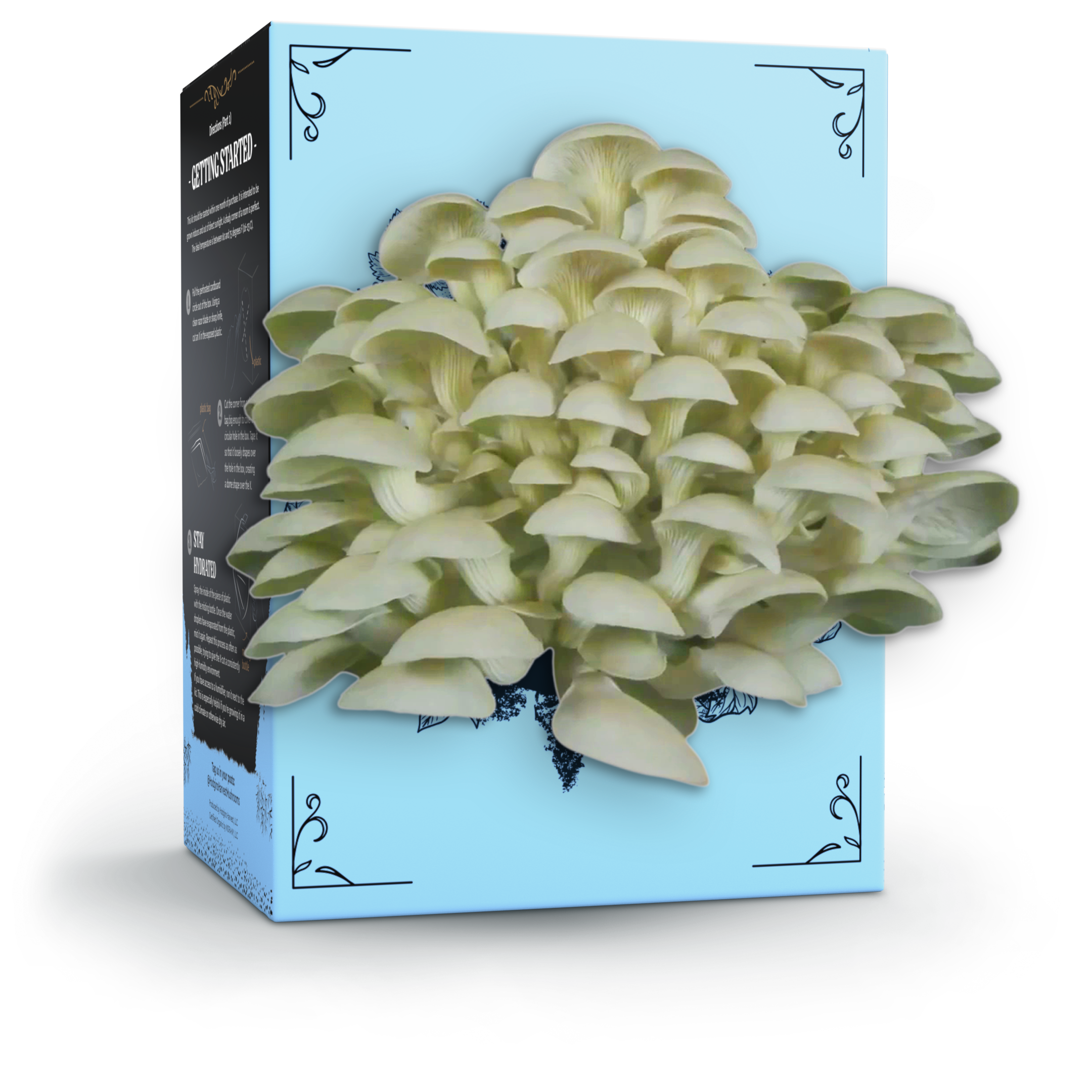Organic Oyster Mushroom Grow Kit - My American Goods