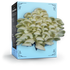 Organic Oyster Mushroom Grow Kit - My American Goods
