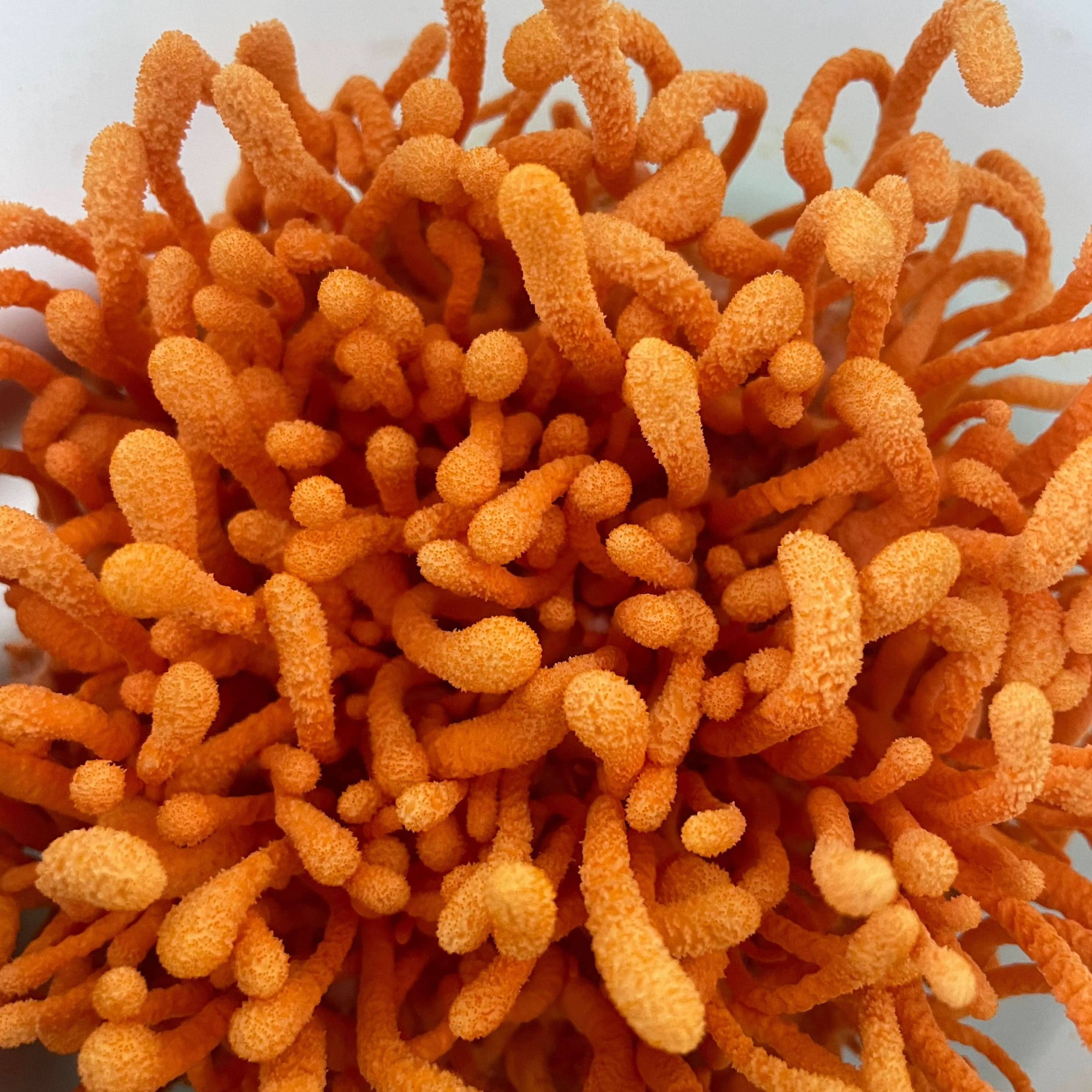 Cordyceps Dual Extract Tincture - My American Goods