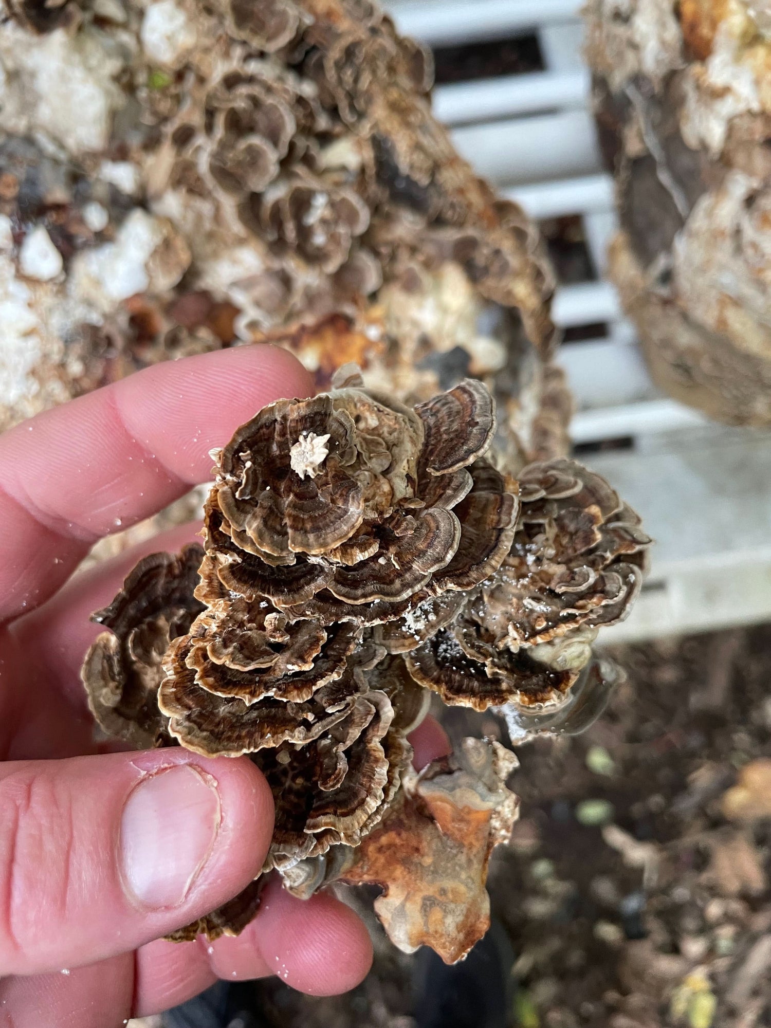 Reishi + Turkey Tail Dual Extract Tincture - My American Goods