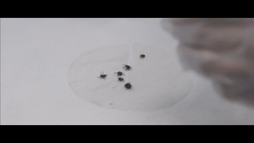 Wear SPF - All Natural TICK Repellent