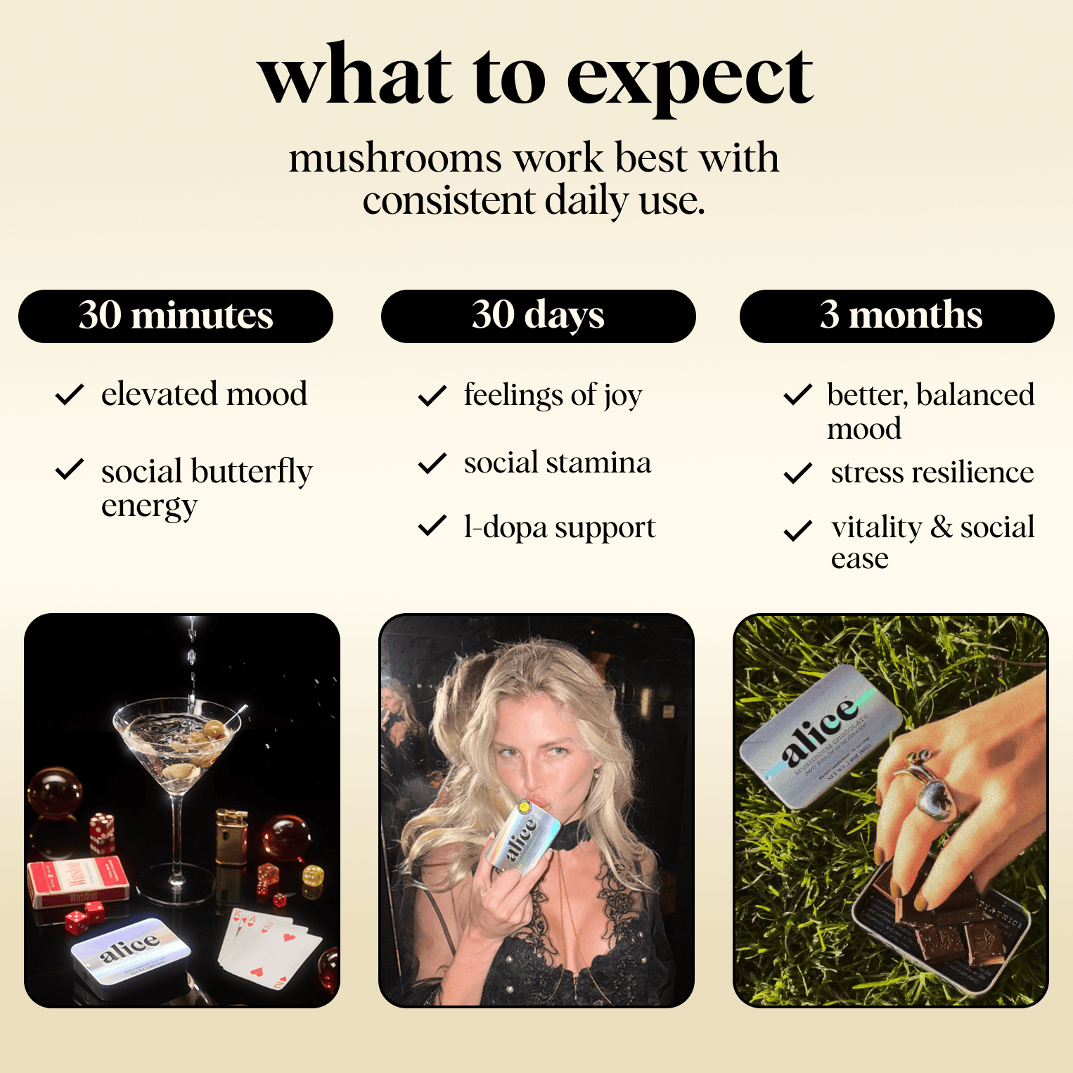 Party Trick Functional Mushroom Chocolates - Pre Order