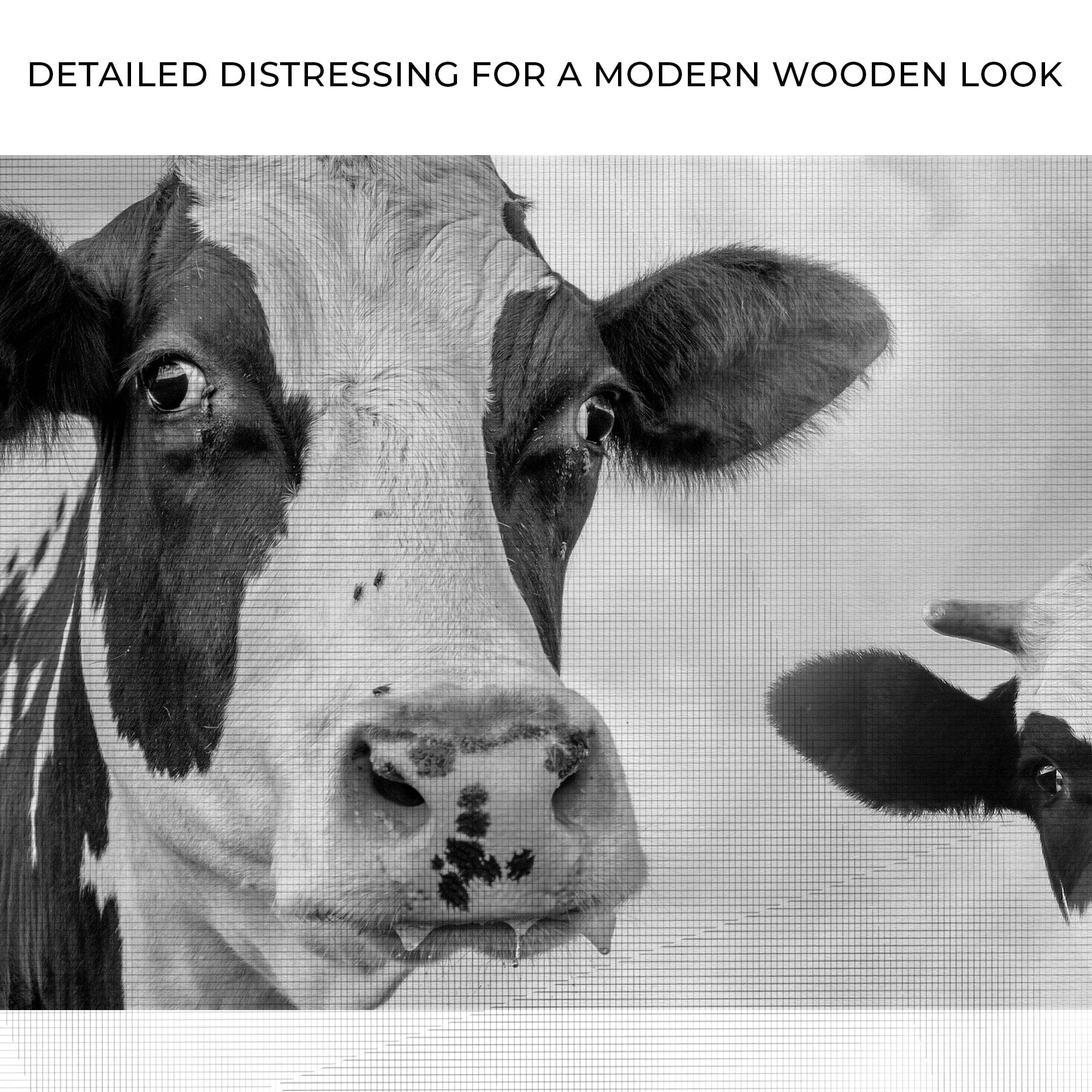 Tailored Canvases Canvas Monochrome Holstein Cows Canvas Wall Art