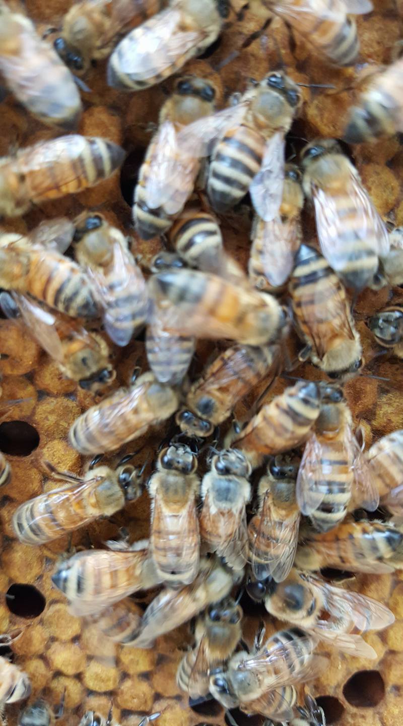 Honey Badgers Bee Farm Flavoried Honey Mandarin Orange Honey