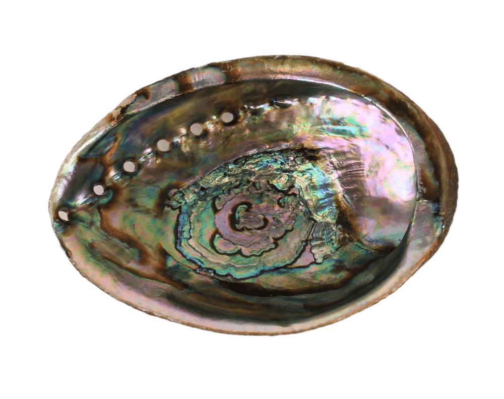 Abalone Shell - My American Goods