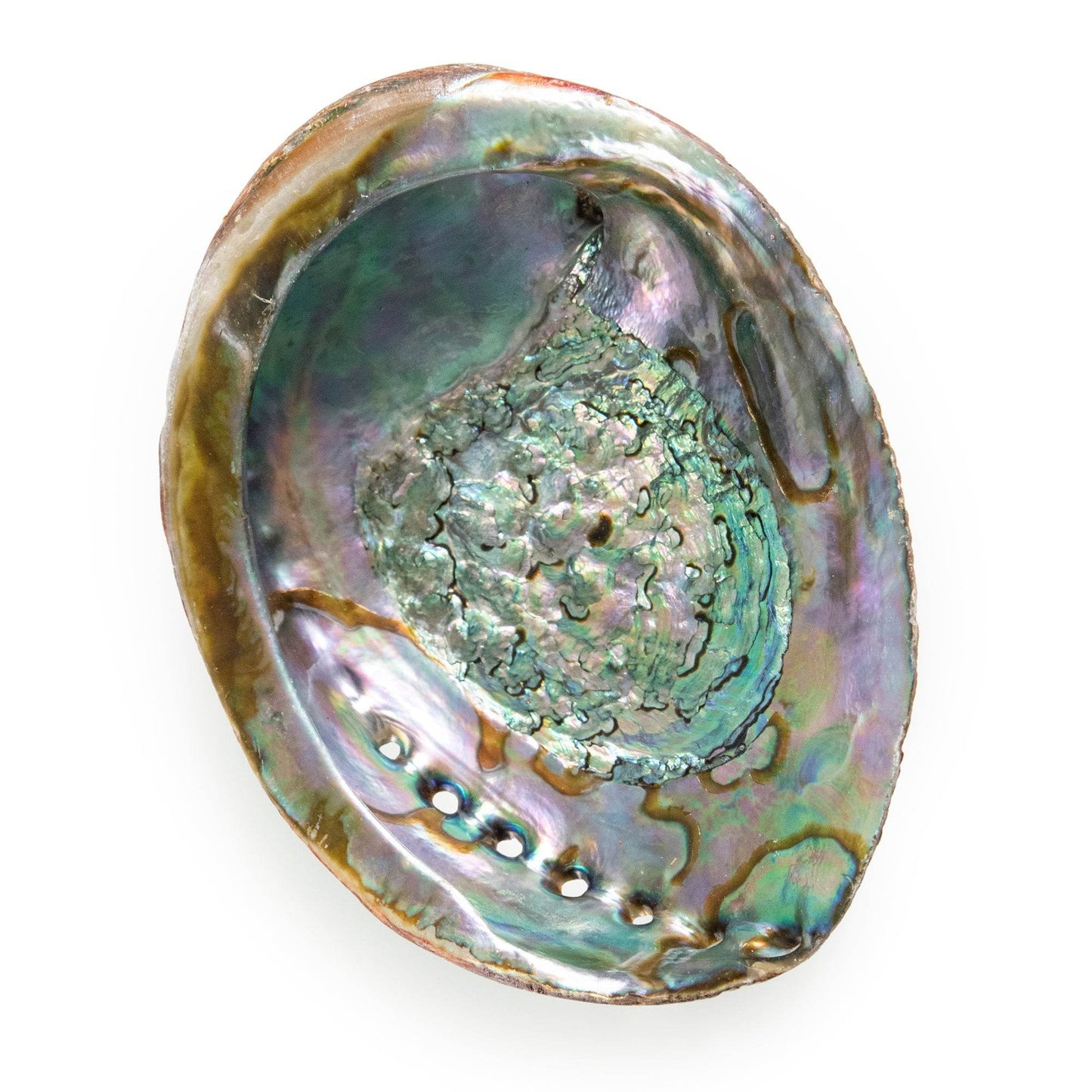 Abalone Shell - My American Goods