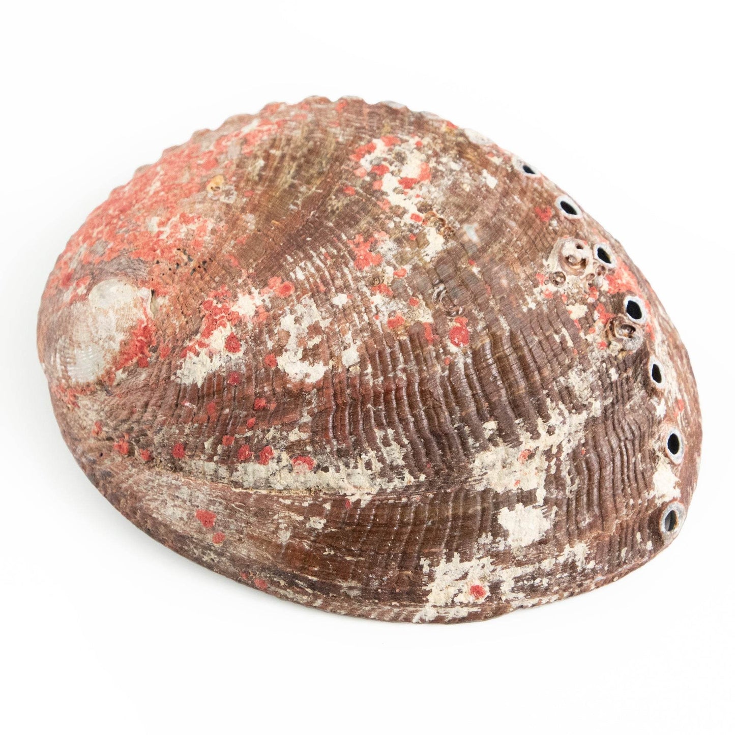 Abalone Shell - My American Goods