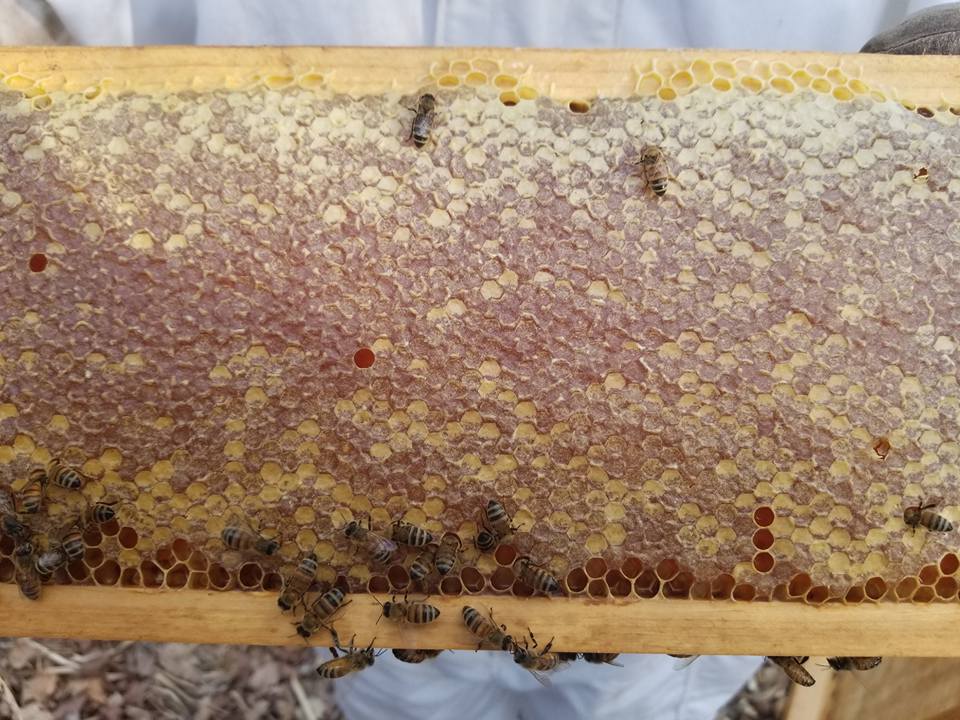 Honey Badgers Bee Farm Flavoried Honey Mandarin Orange Honey