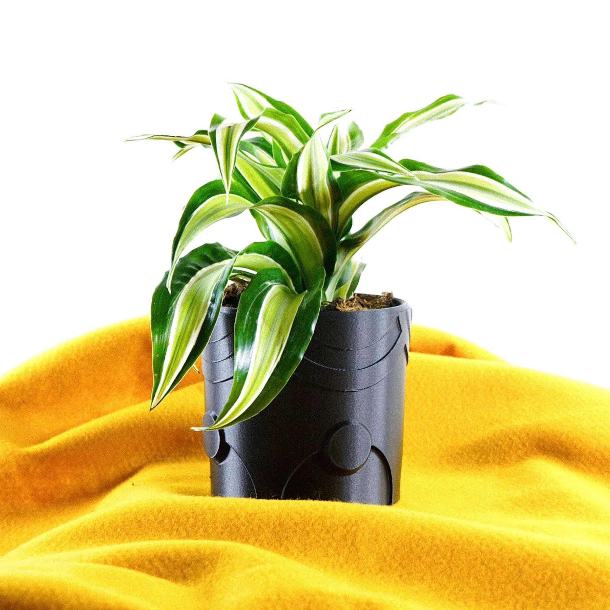 Rosebud HomeGoods Pots & Planters Deep Space Planter