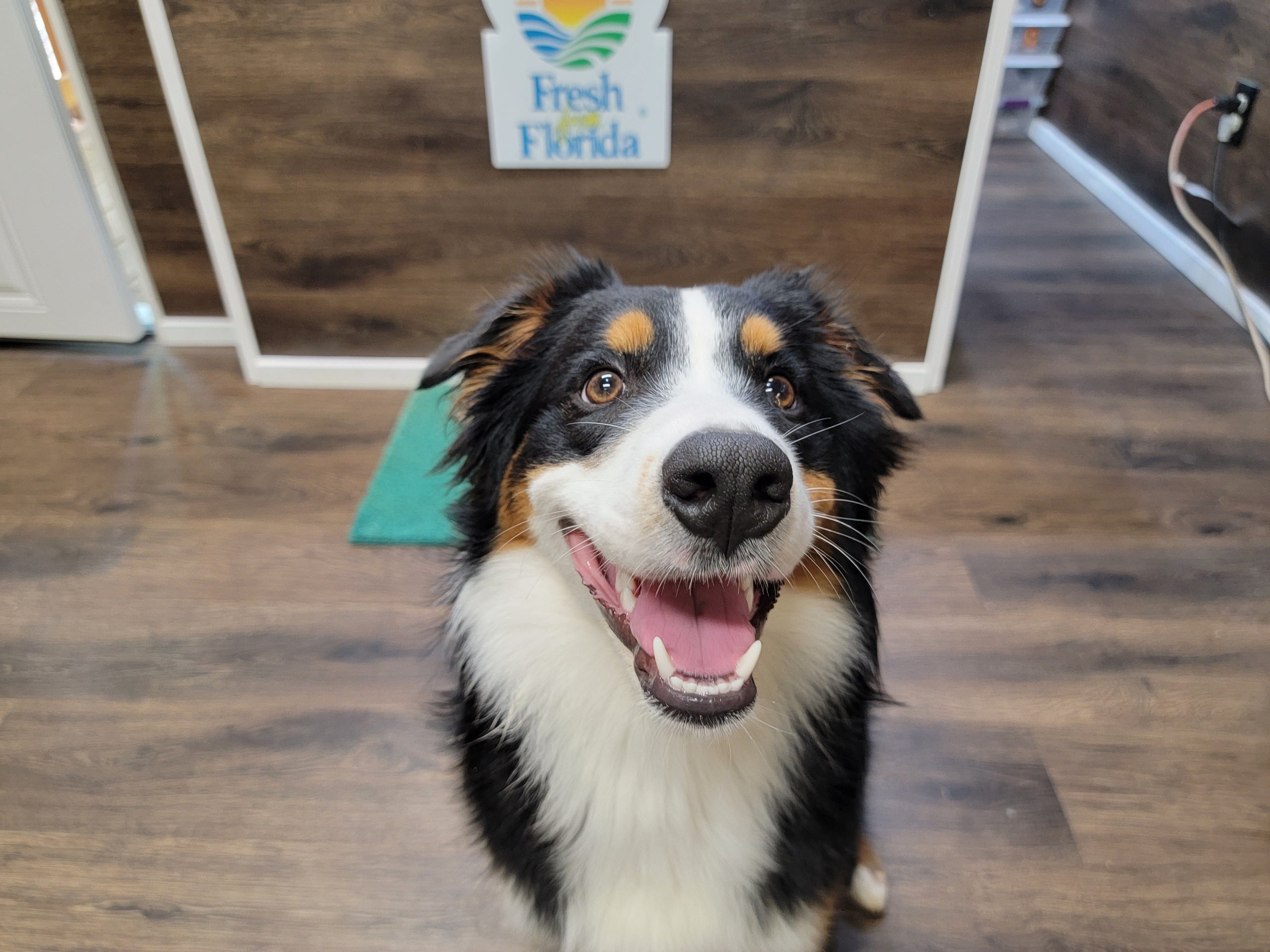 Blue Razz Honey Tea - My American Goods