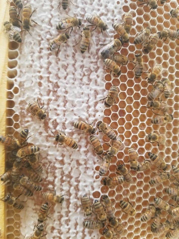 Raw Honey 10oz Christmas Berry - My American Goods