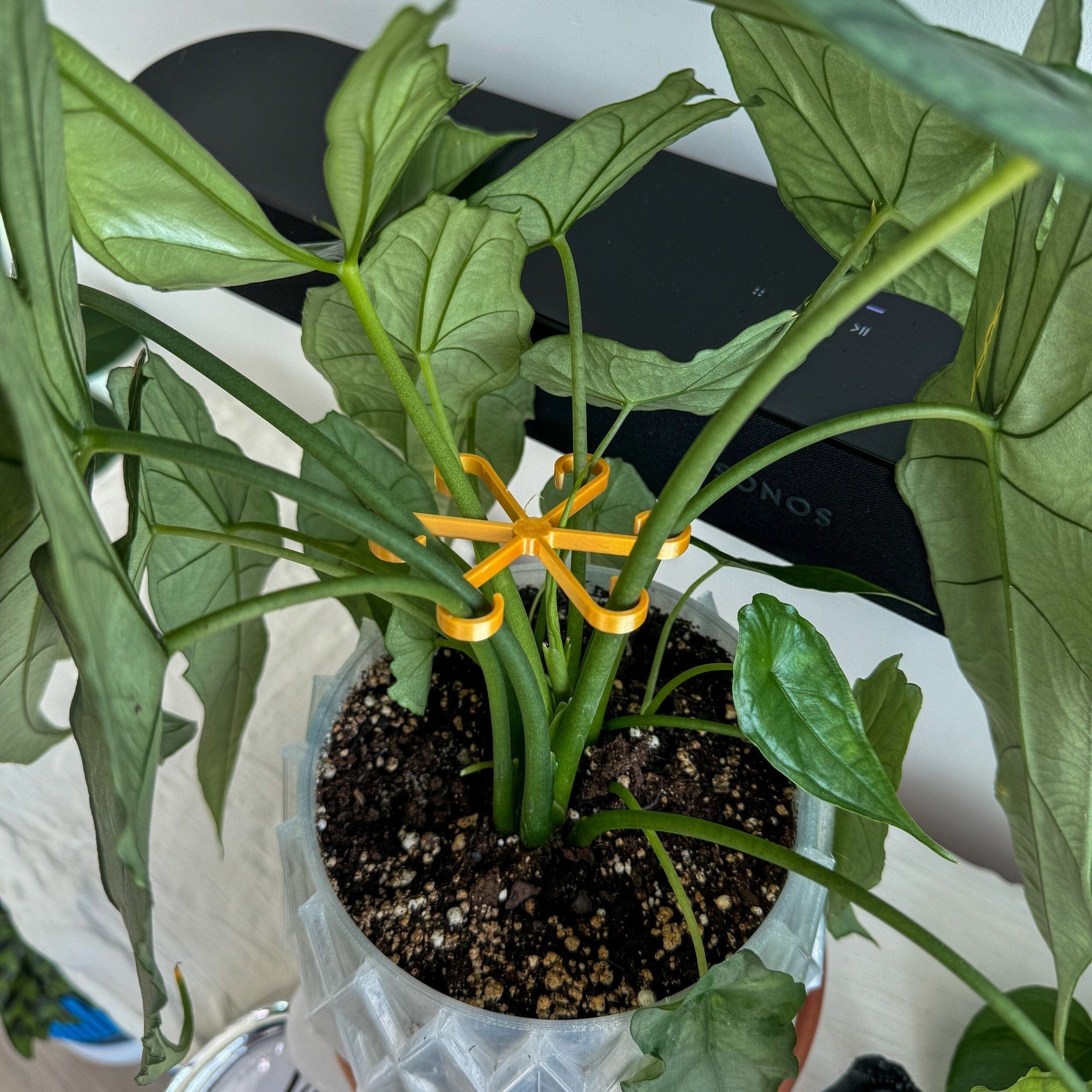 Plant Stem Supports - My American Goods