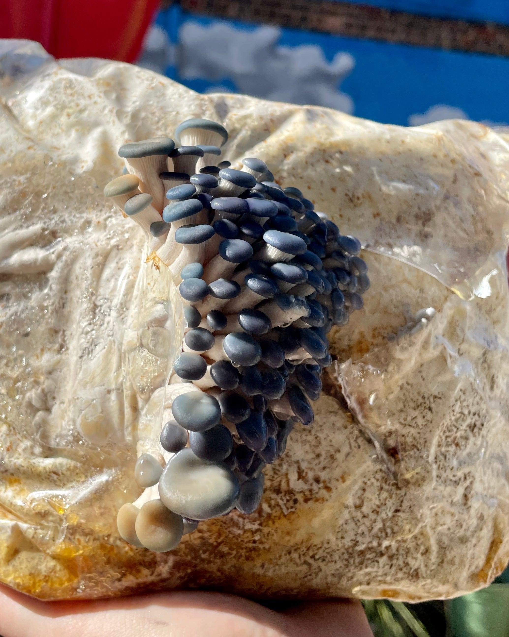 BaltiSpore Blue Oyster “Ready-To-Fruit” Mushroom Grow Kit