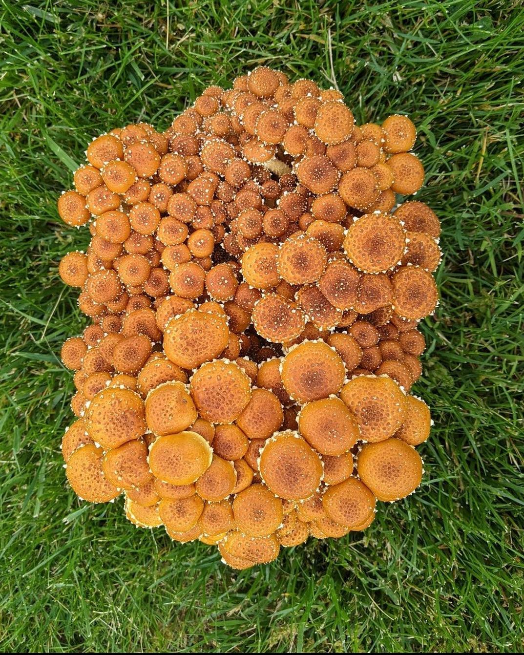 BaltiSpore Chestnut “Ready-To-Fruit” Mushroom Grow Kit