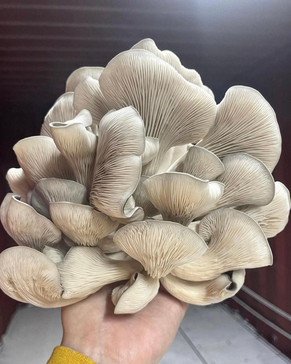 BaltiSpore Oyster “Ready-To-Fruit” Mushroom Grow Kit