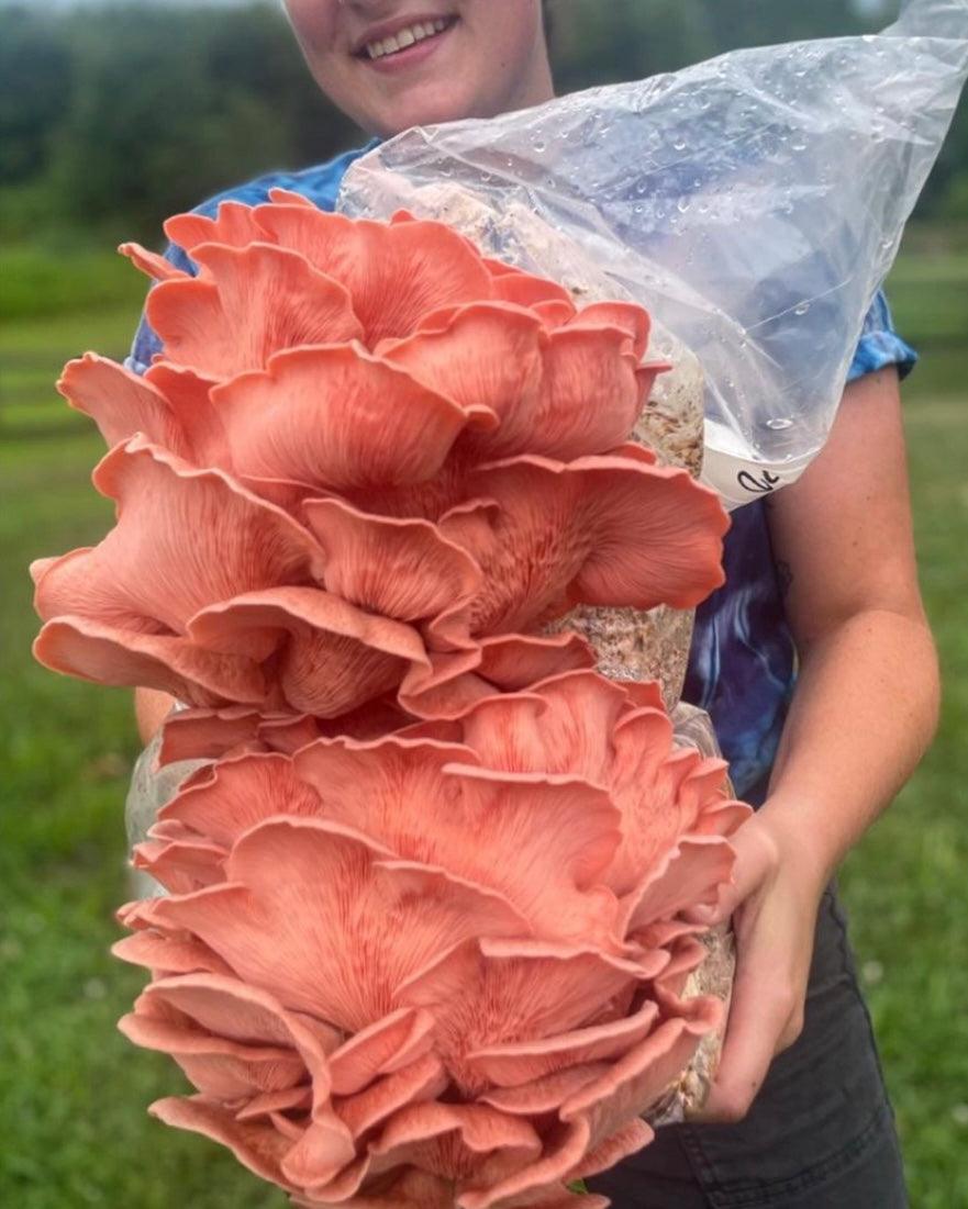 BaltiSpore Pink Oyster “Ready-To-Fruit” Mushroom Grow Kit
