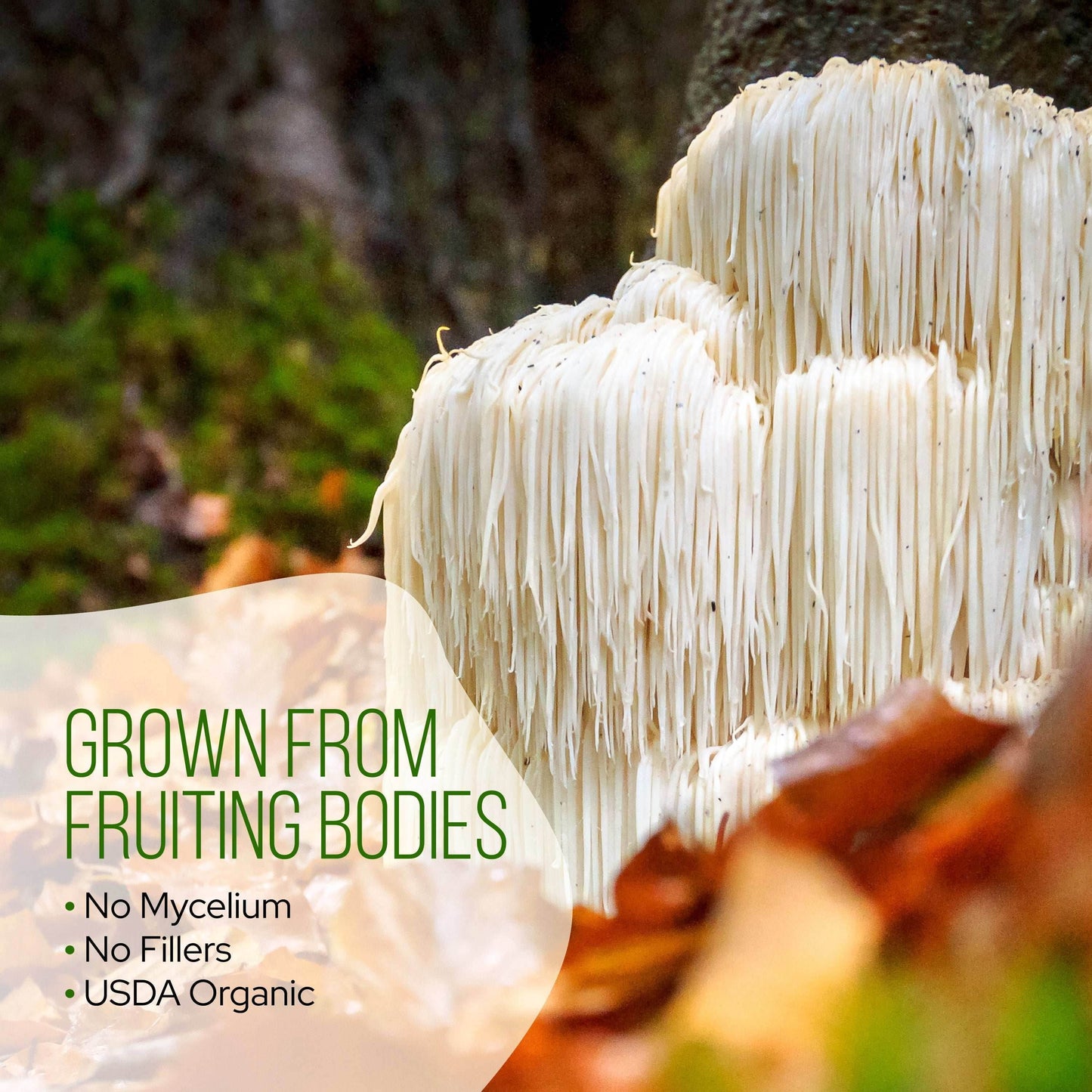 Matcha Green Tea with Lion's Mane - My American Goods