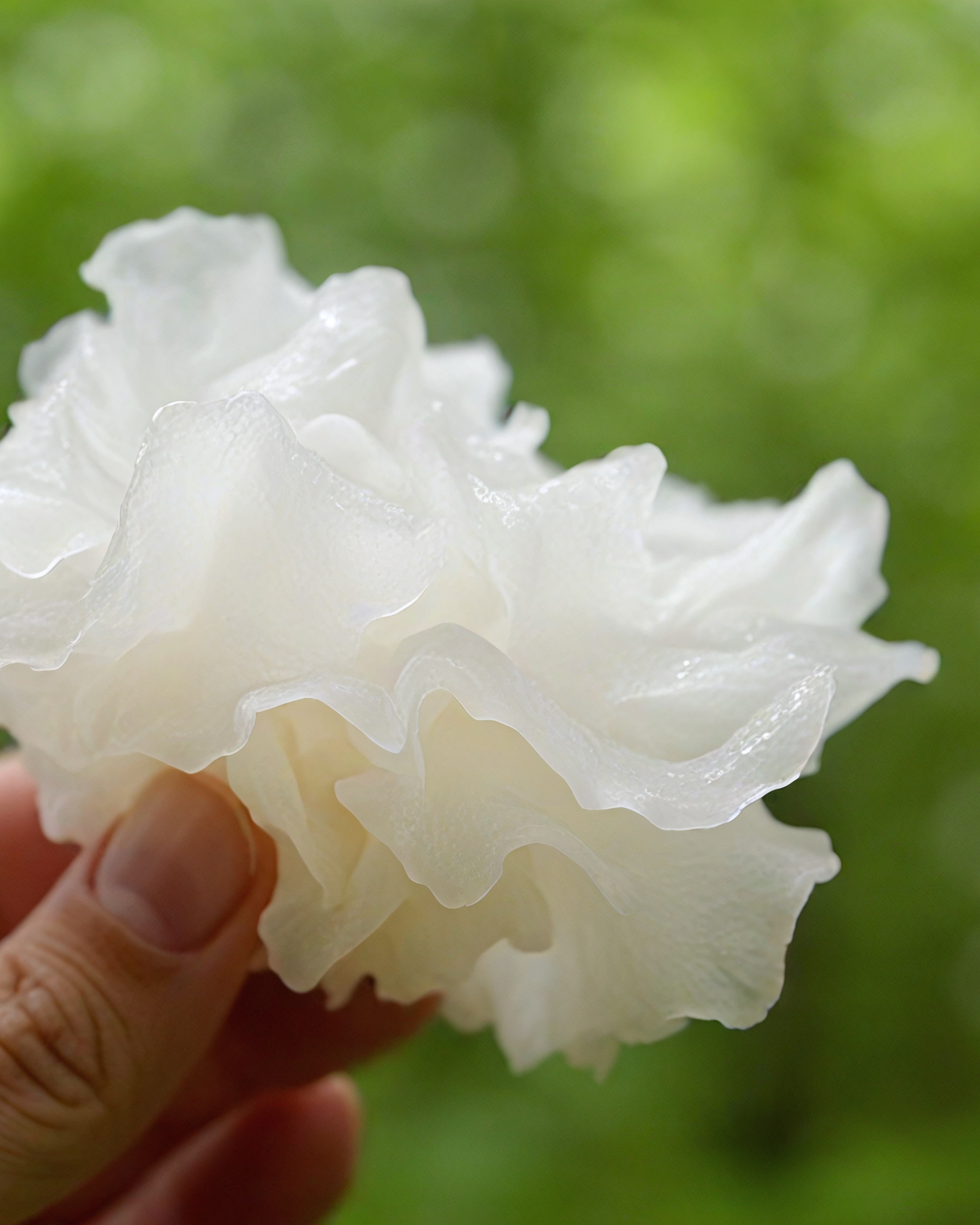 Tremella Mushroom Serum - All Natural Hyaluronic Acid Alternative