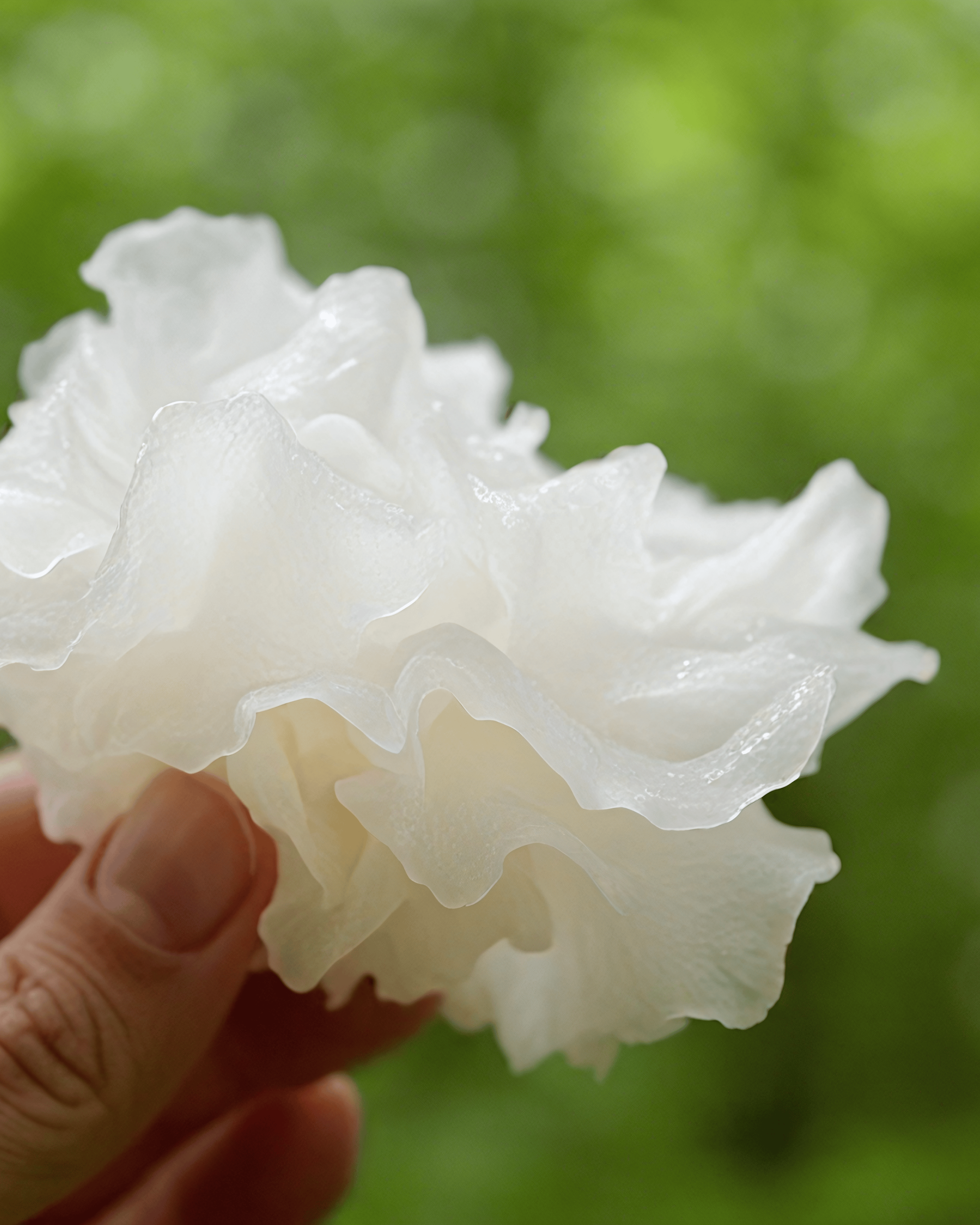 Tremella Mushroom Serum - All Natural Hyaluronic Acid Alternative - My American Goods