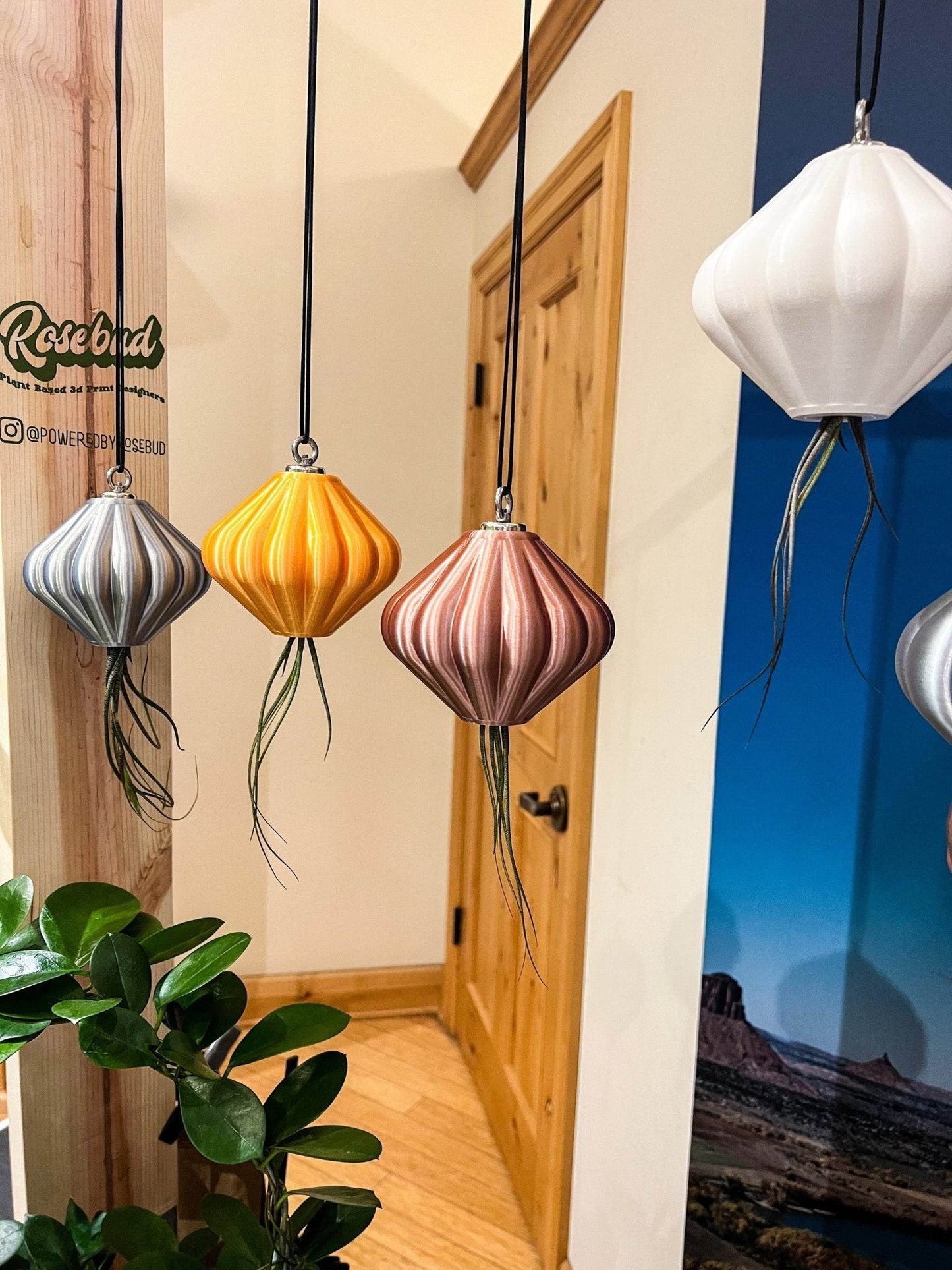 MAGNETIC Air Planter, JellyFish, Air Plant Included - My American Goods