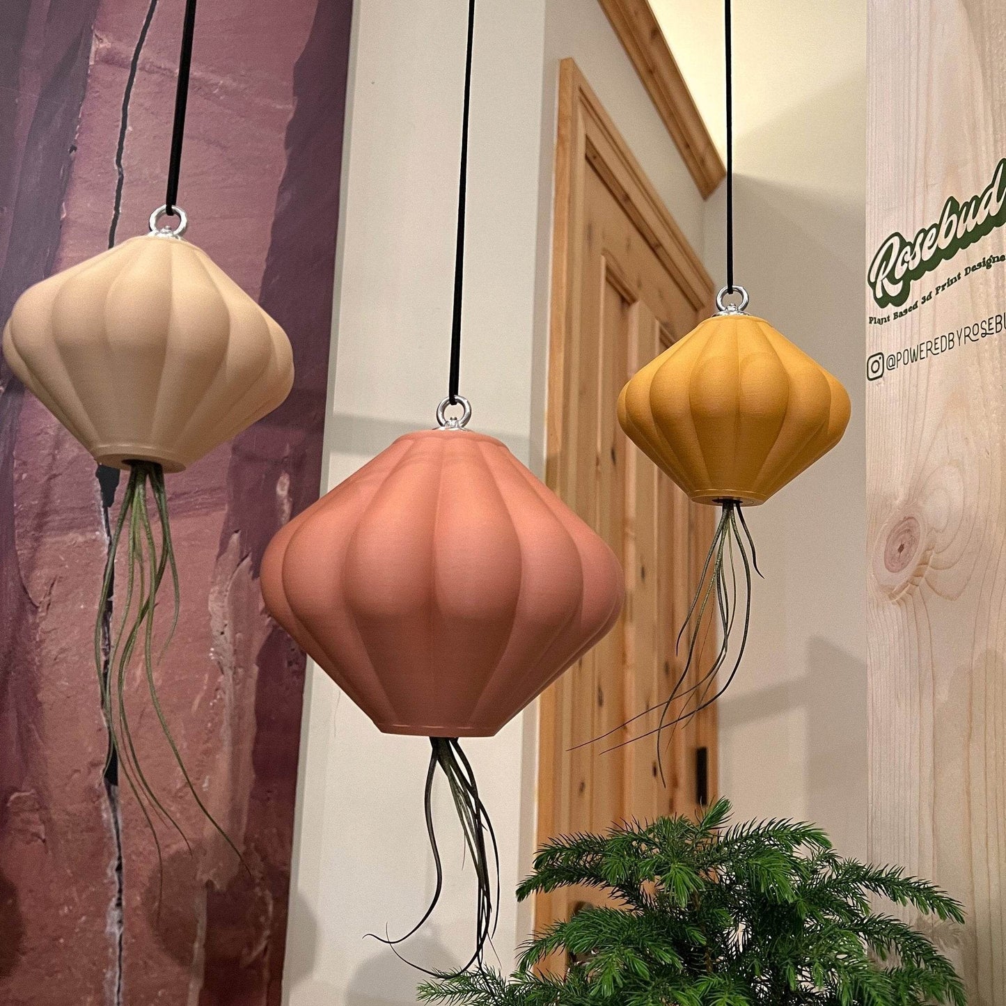 MAGNETIC Air Planter, JellyFish, Air Plant Included - My American Goods