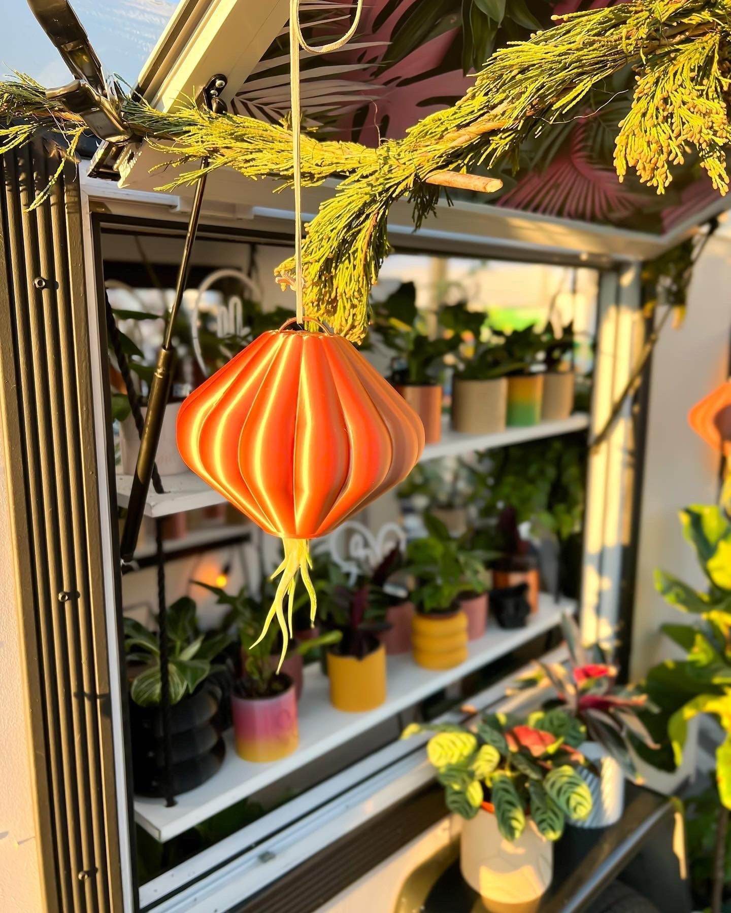 MAGNETIC Air Planter, JellyFish, Air Plant Included - My American Goods