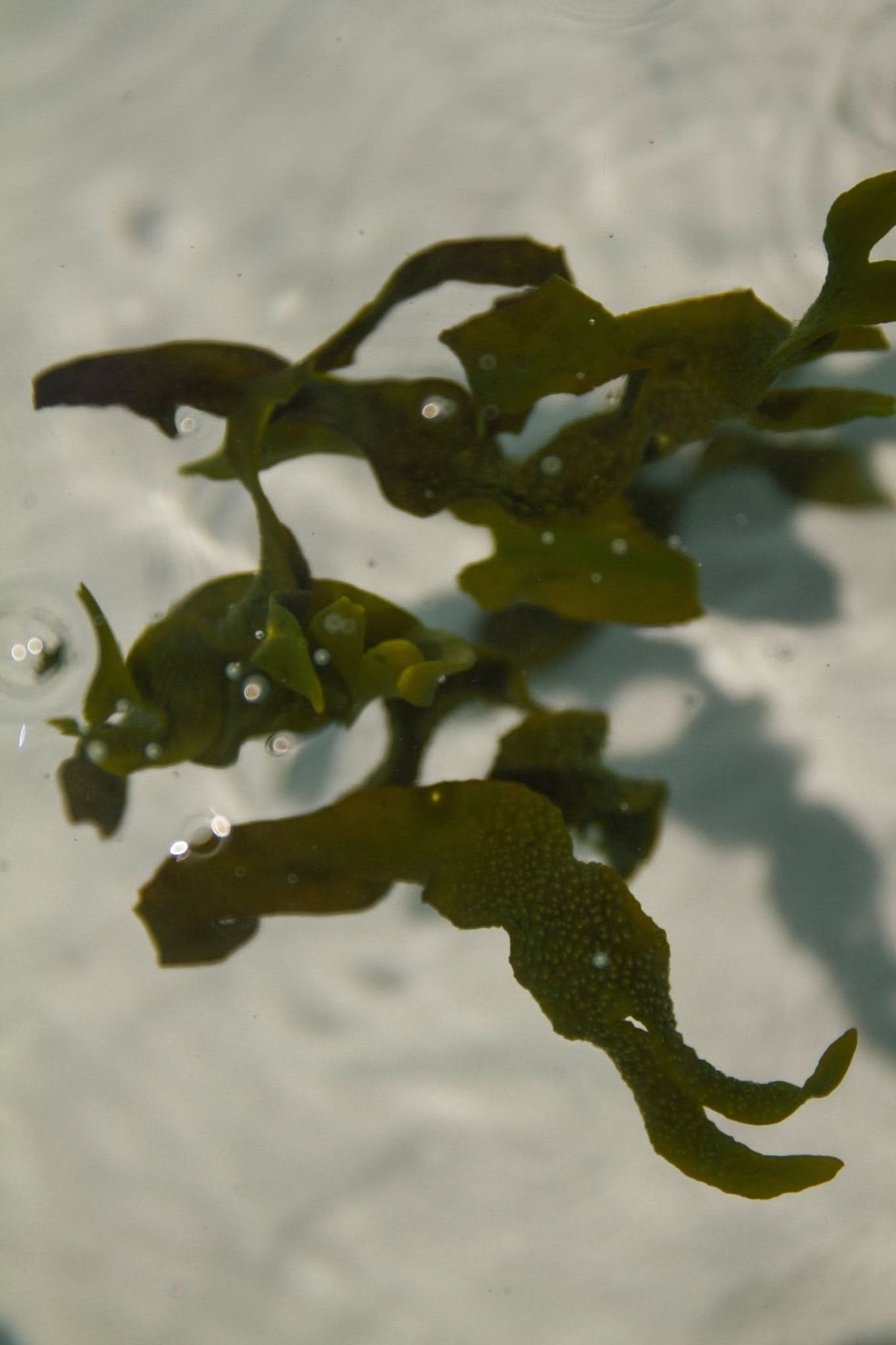 Sea Change – Seaweed Sphere Soap | Bladderwrack & Neroli - My American Goods