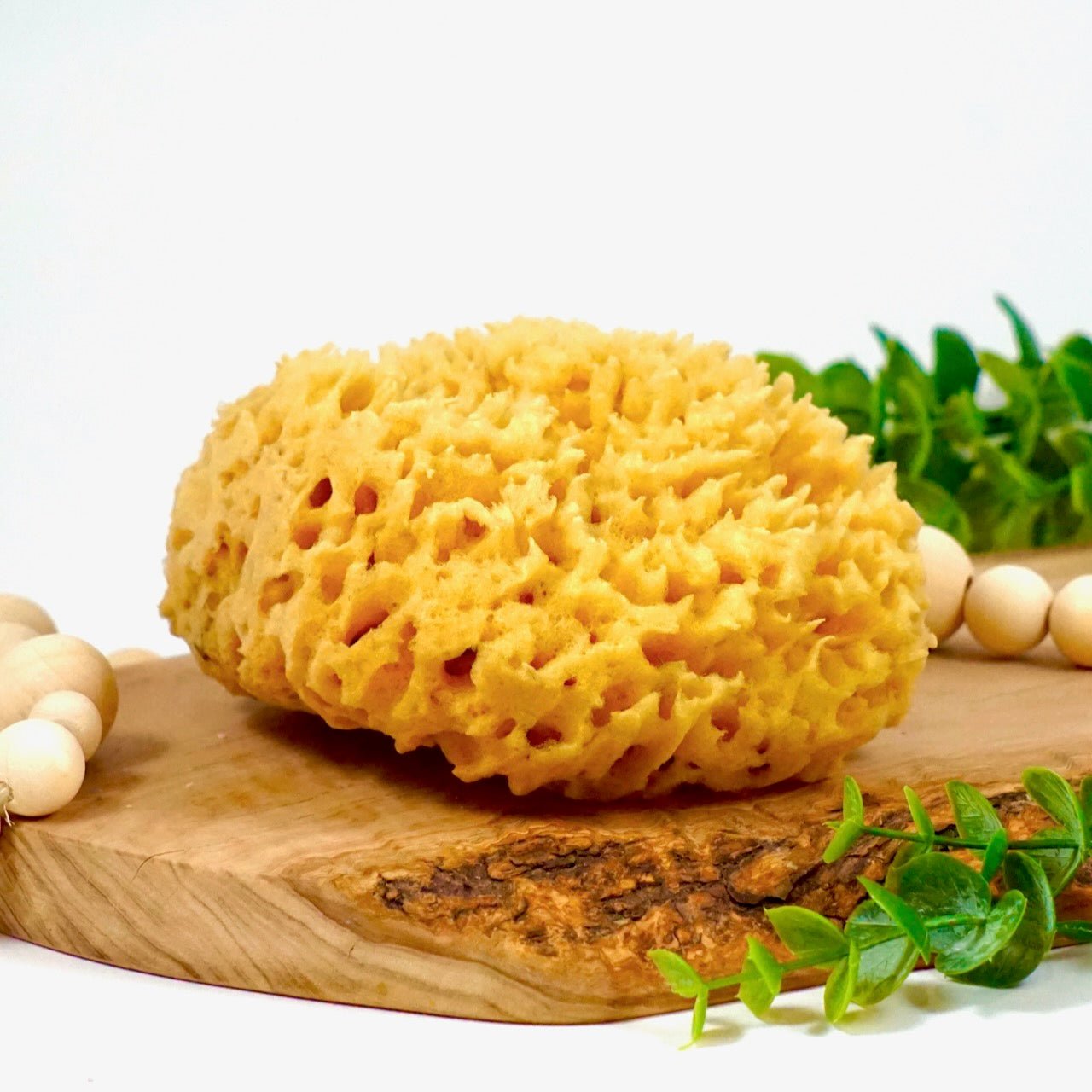 Sea Sponge, Sustainably Harvested - My American Goods