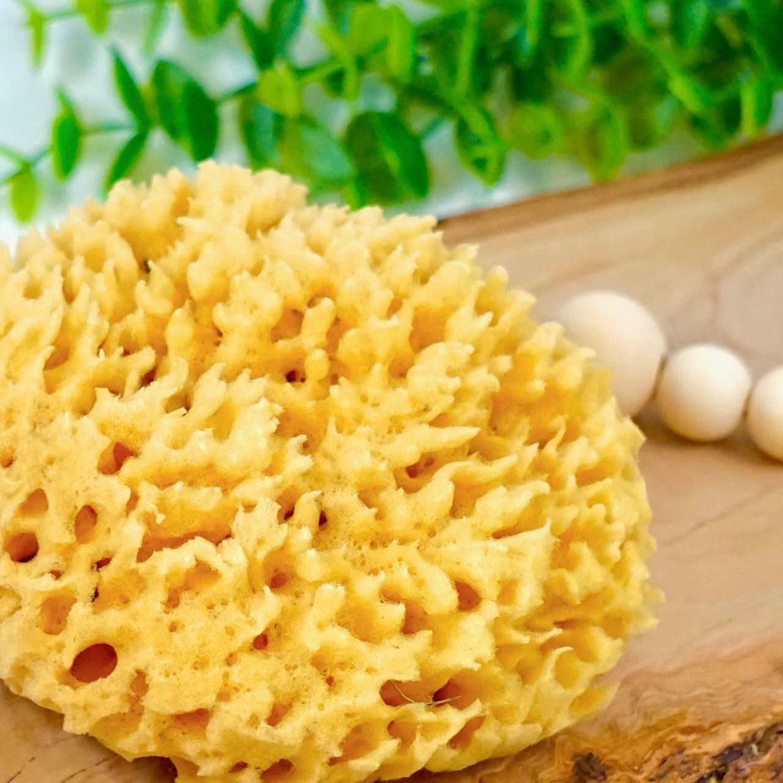 Sea Sponge, Sustainably Harvested - My American Goods