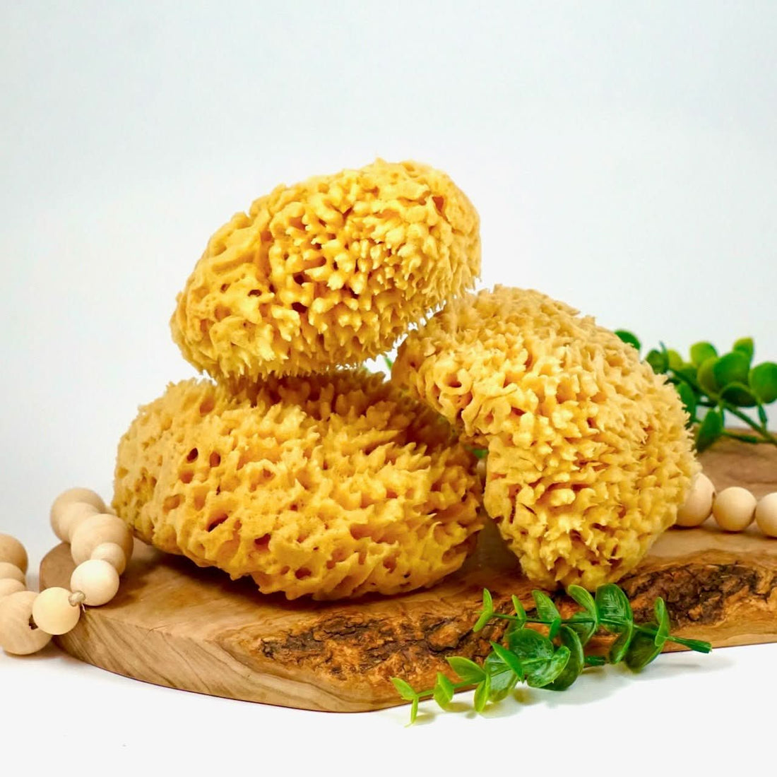 Sea Sponge, Sustainably Harvested - My American Goods