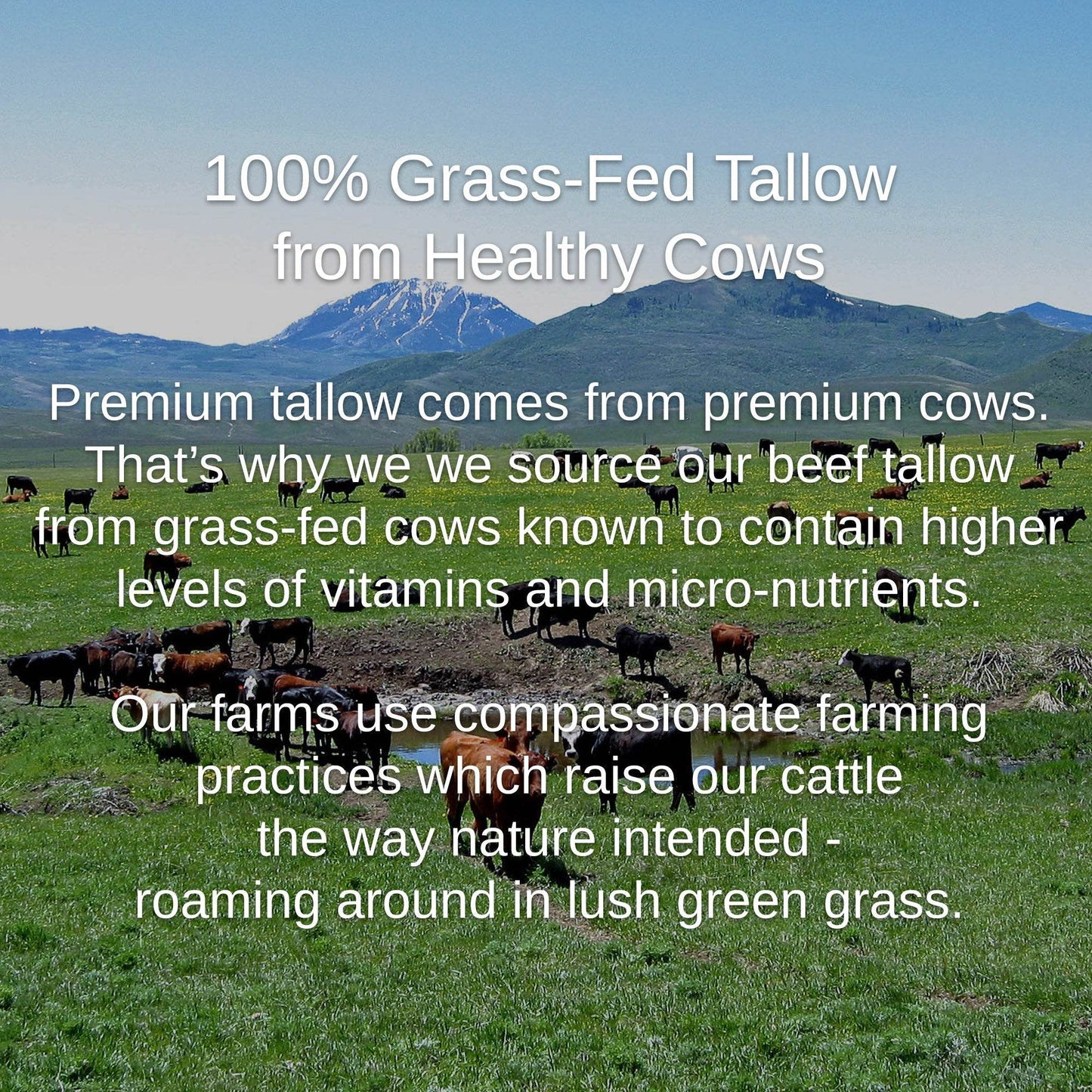 Tallow & Squalane Noncomedogenic Face Balm - My American Goods