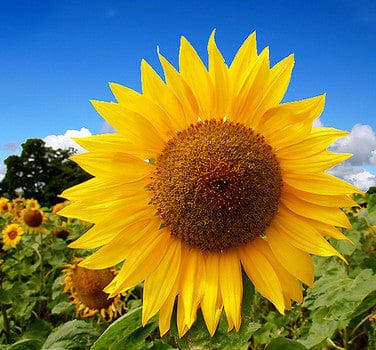 Seattle Seed Company Flowers Sunflower - Mammoth Russian