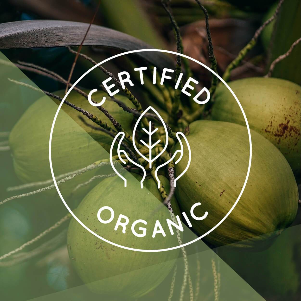 Organic Wild MCT Oil, 63 servings - From 100% Coconuts - My American Goods