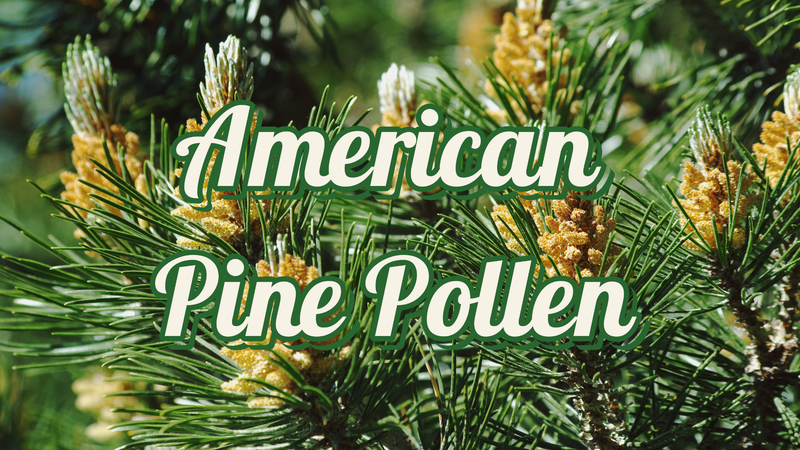 Pines and American Pine pollen floating