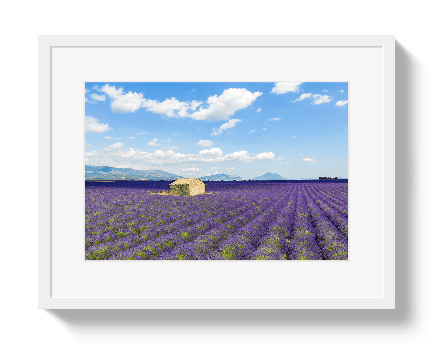 Johnny Vacay White / 11x14 / Matte Lavender Fields