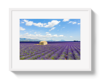 Lavender Fields
