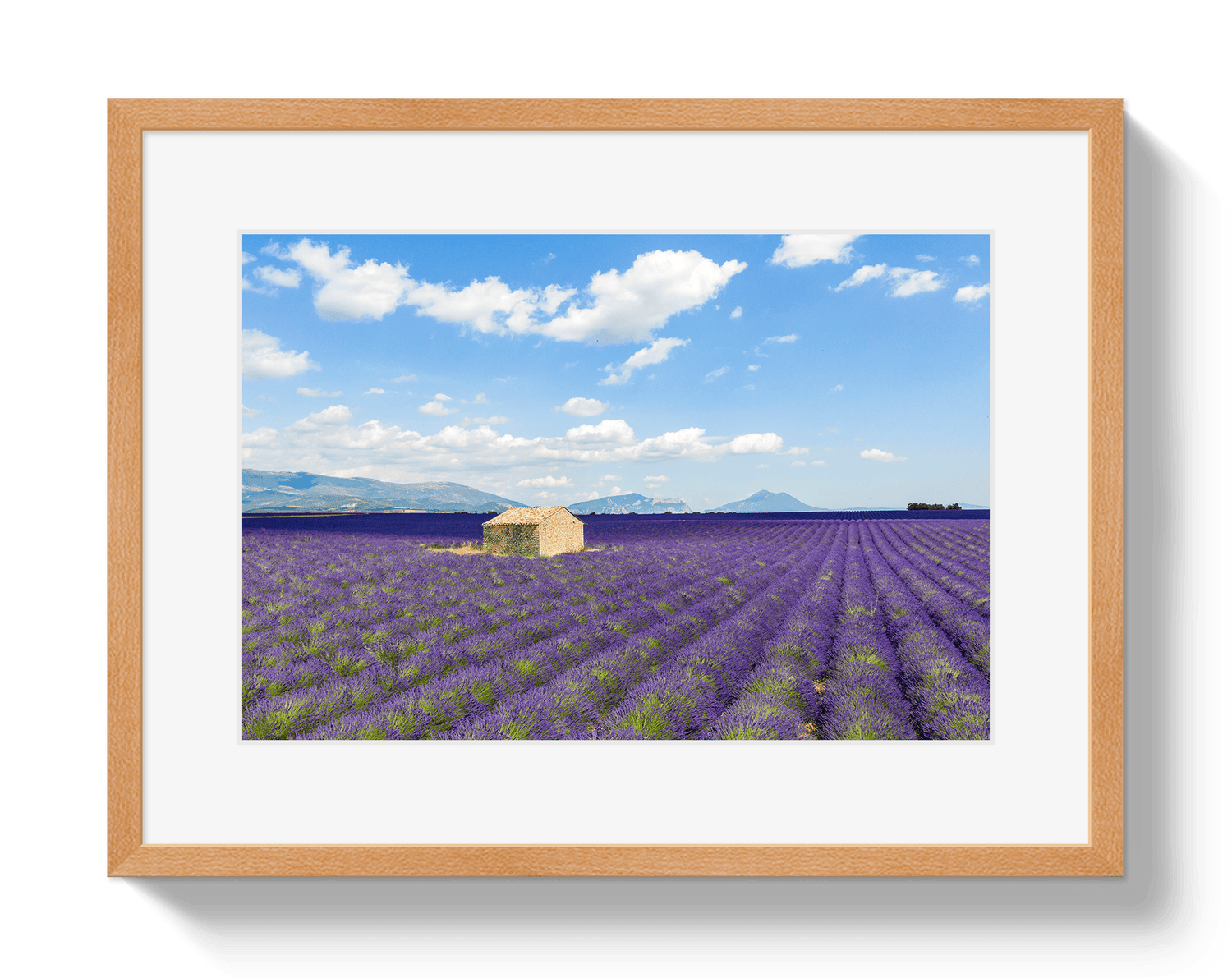 Johnny Vacay Oak / 11x14 / Matte Lavender Fields