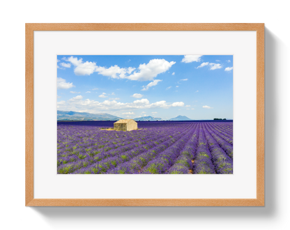 Lavender Fields