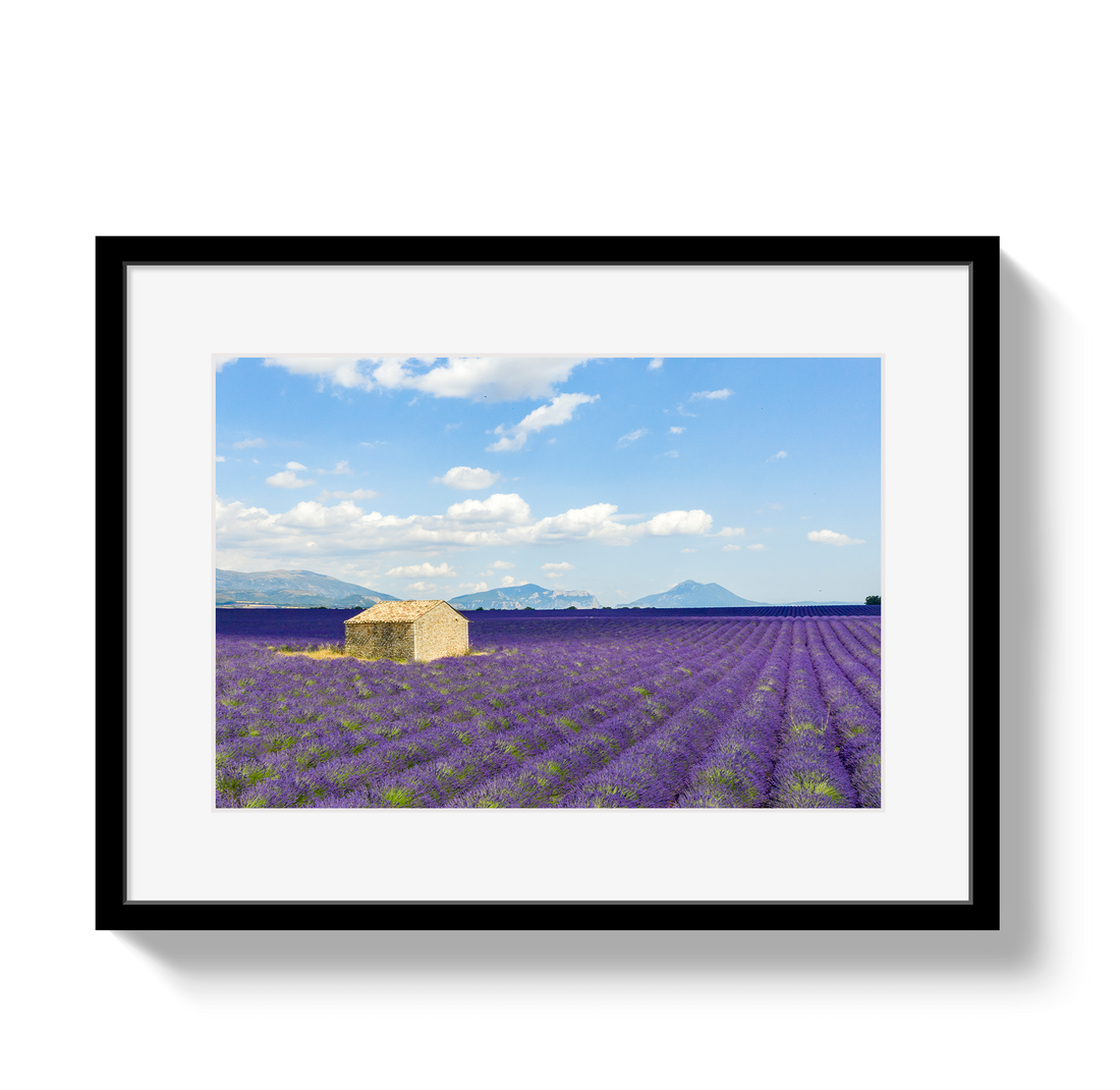 Lavender Fields