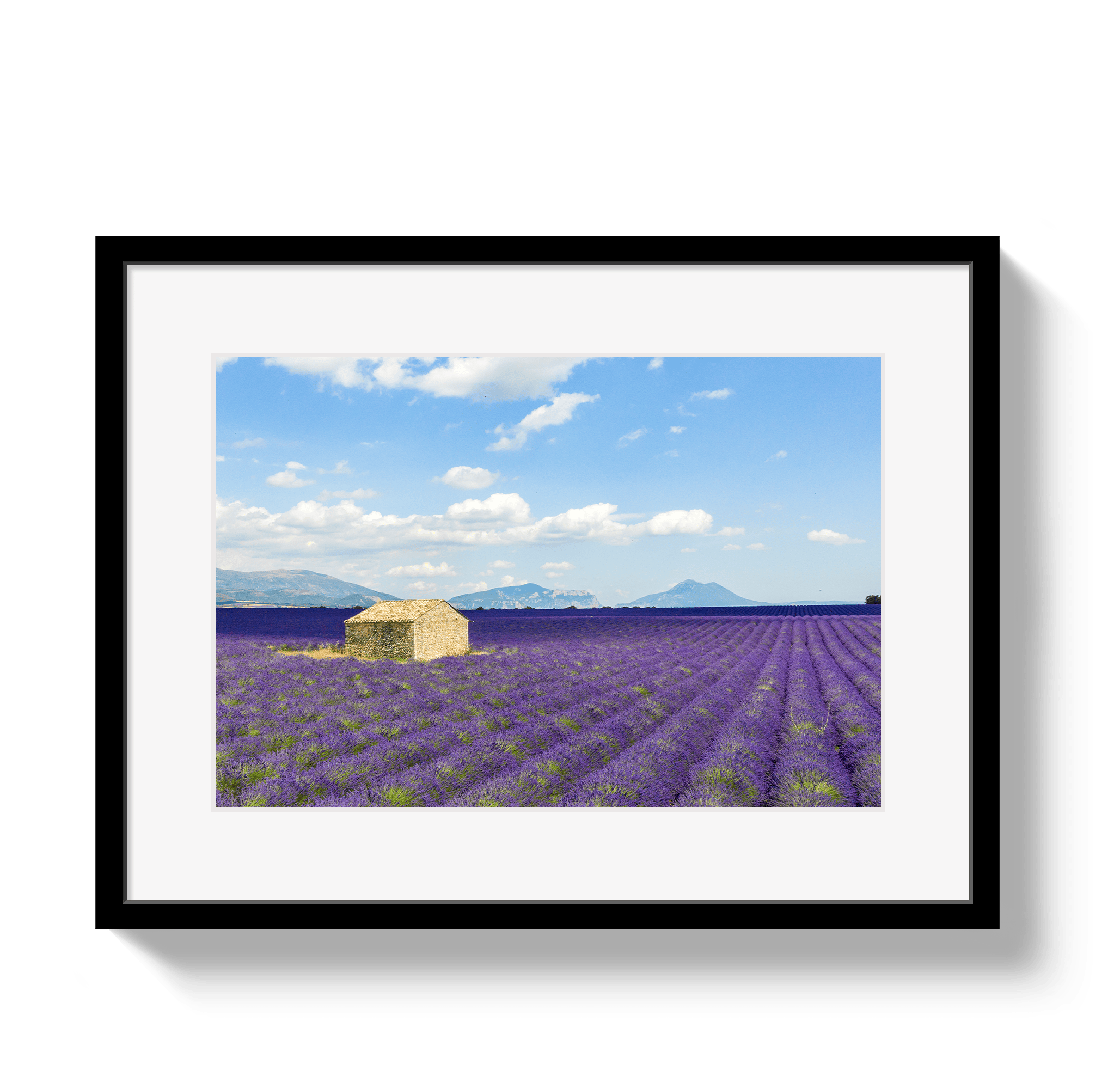 Johnny Vacay Black / 11x14 / Matte Lavender Fields