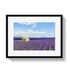 Johnny Vacay Black / 11x14 / Matte Lavender Fields