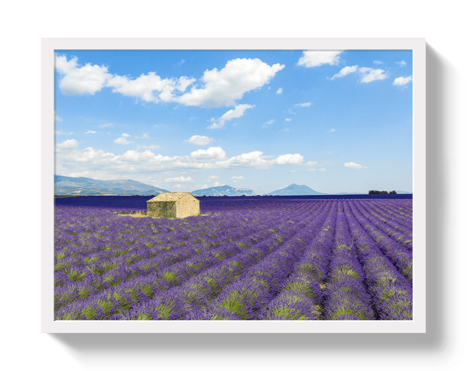 Johnny Vacay White / 11x14 / Full Bleed Lavender Fields