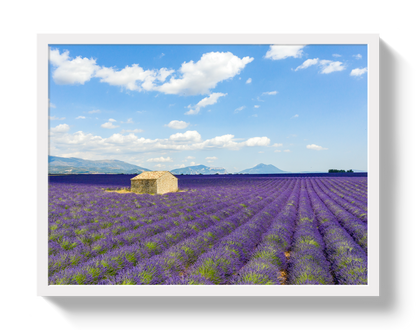 Lavender Fields