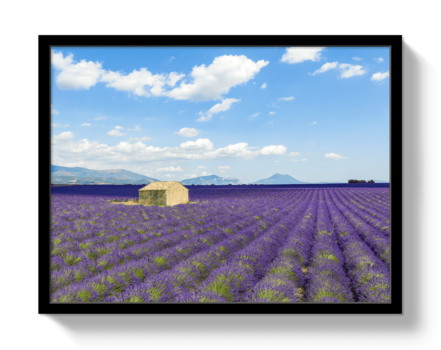 Johnny Vacay Black / 11x14 / Full Bleed Lavender Fields