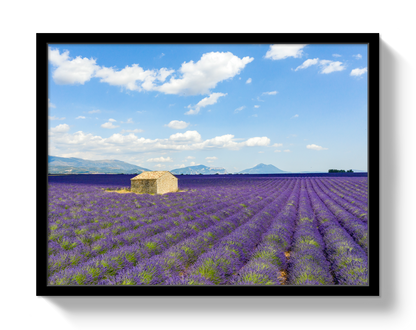 Lavender Fields