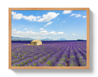 Lavender Fields