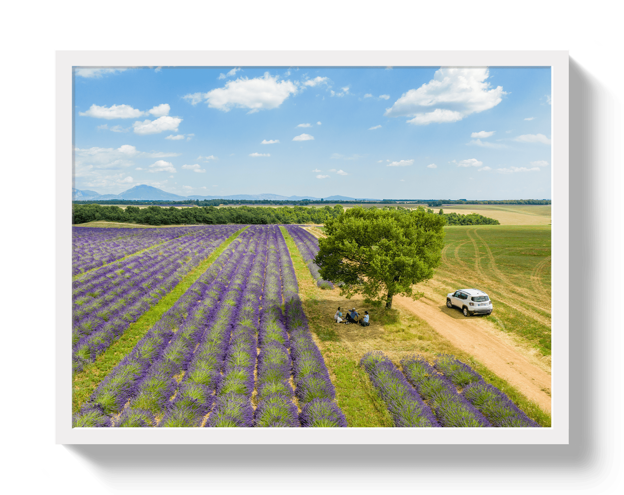 Johnny Vacay White / 11x14 / Full Bleed Provence Picnic