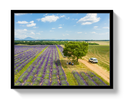 Provence Picnic